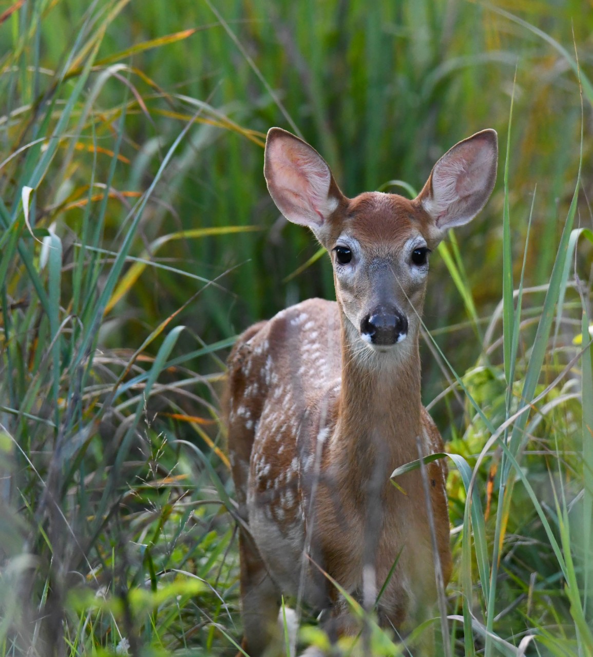 A fawn emerges from the grasses at the Fernald Nature Preserve. 
