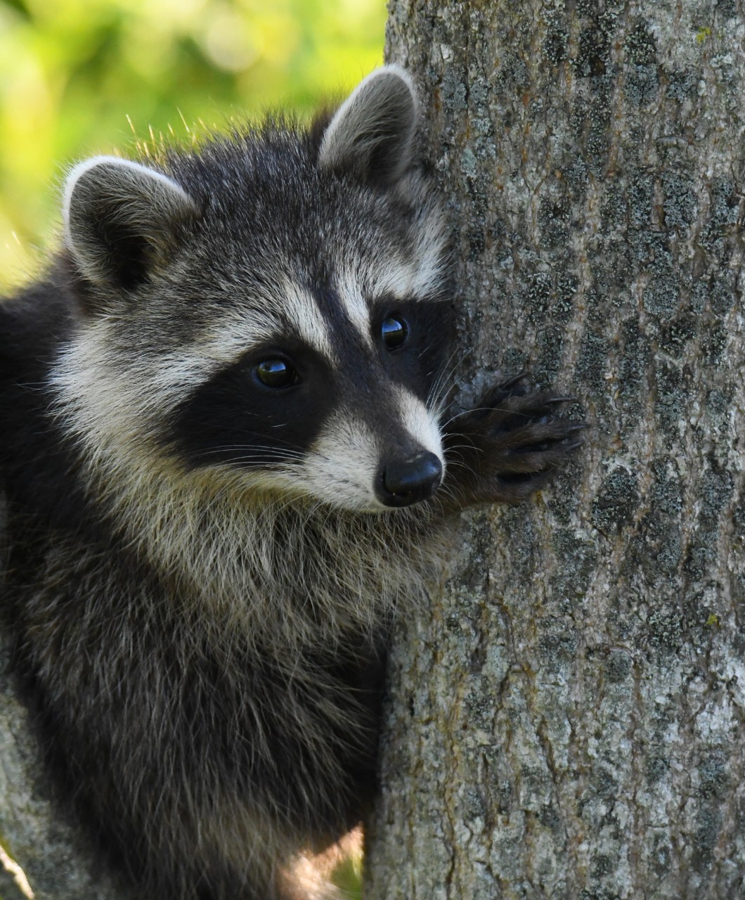 Raccoons thrive in the restored Fernald Nature Preserve. 