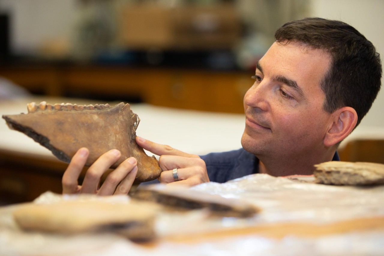 Professor Joshua Miller and doctoral student Abby Kelly work with fossils of horse jawbones.