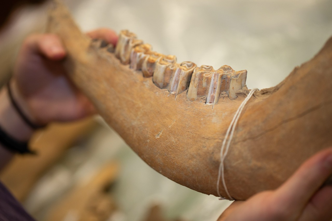 Professor Joshua Miller and doctoral student Abby Kelly work with fossils of horse jawbones.