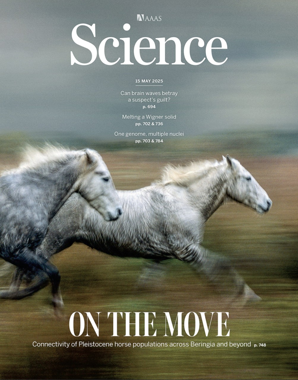 A cover image of the magazine Science depicts two white horses racing side by side in the Carmague.