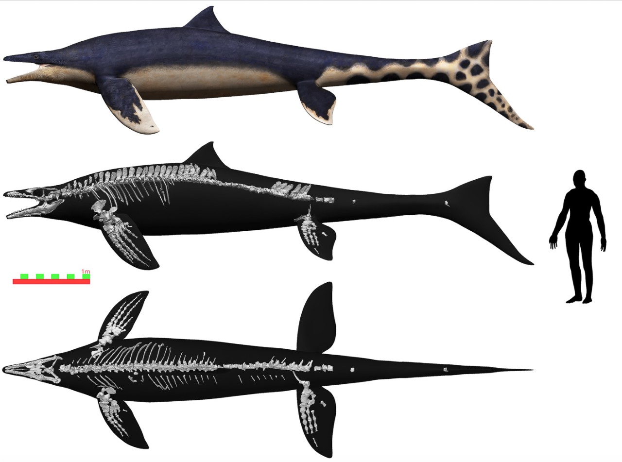 A graphic shows the enormous size of a mosasaur next to a figure of a human being.