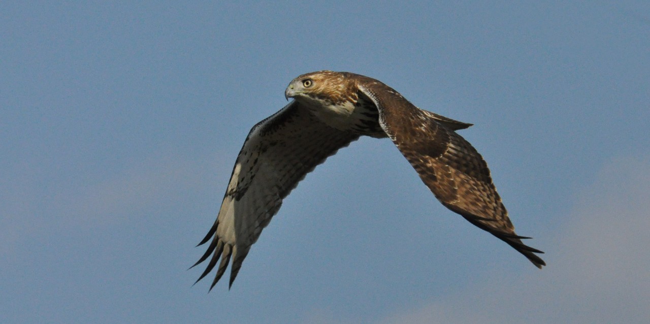 A red-tailed hawk in flight.