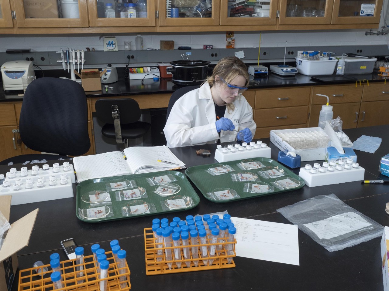 Maddie Greenwood in a labcoat and gloves works at a lab bench.