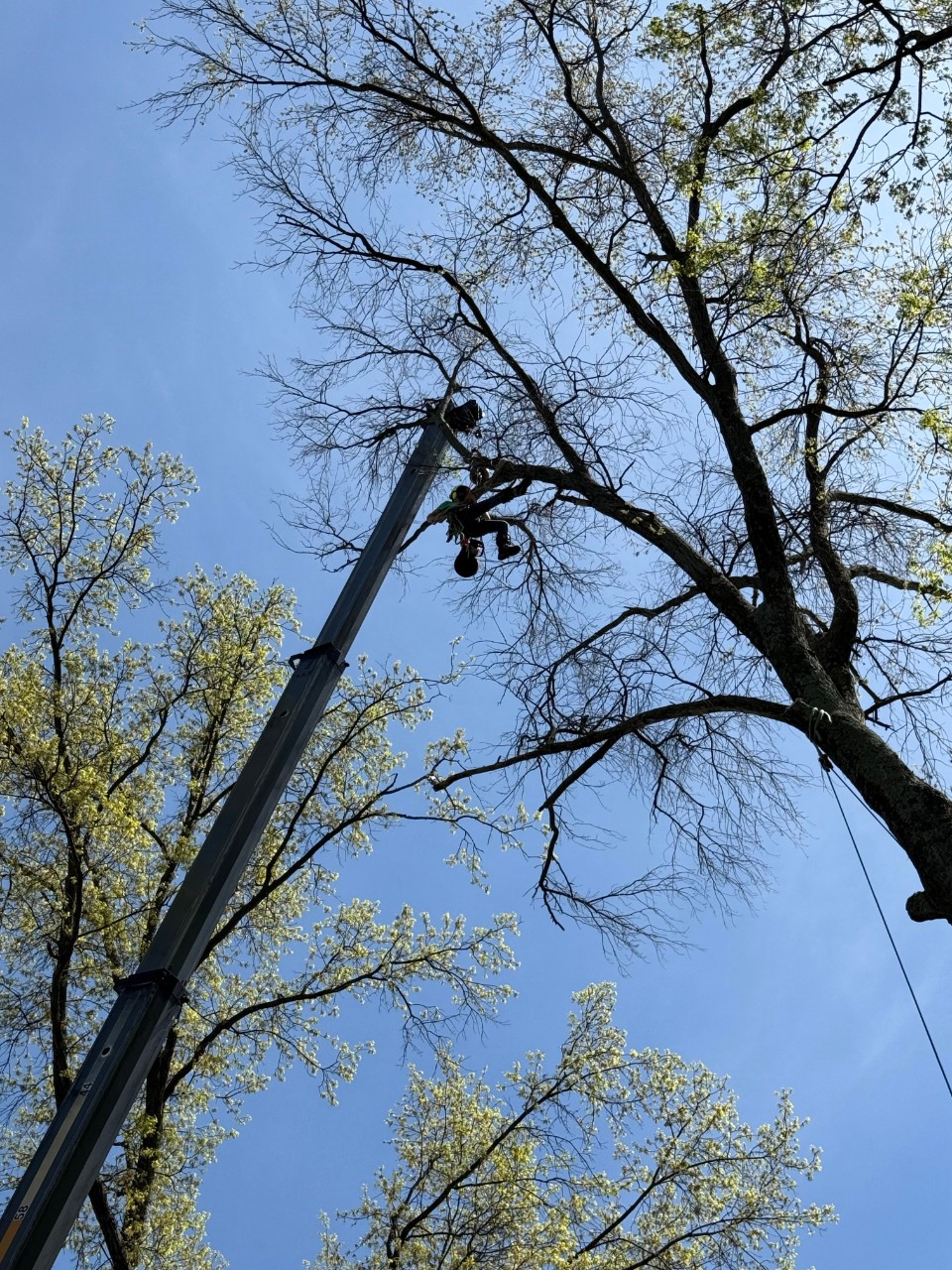 An arborist is seen in a tree utilizing the Bailout Systems safety device.