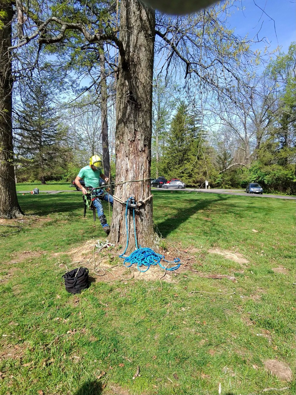 Man is harnessed to the safety device as he prepares to climb trees of varying height, width and decay. 