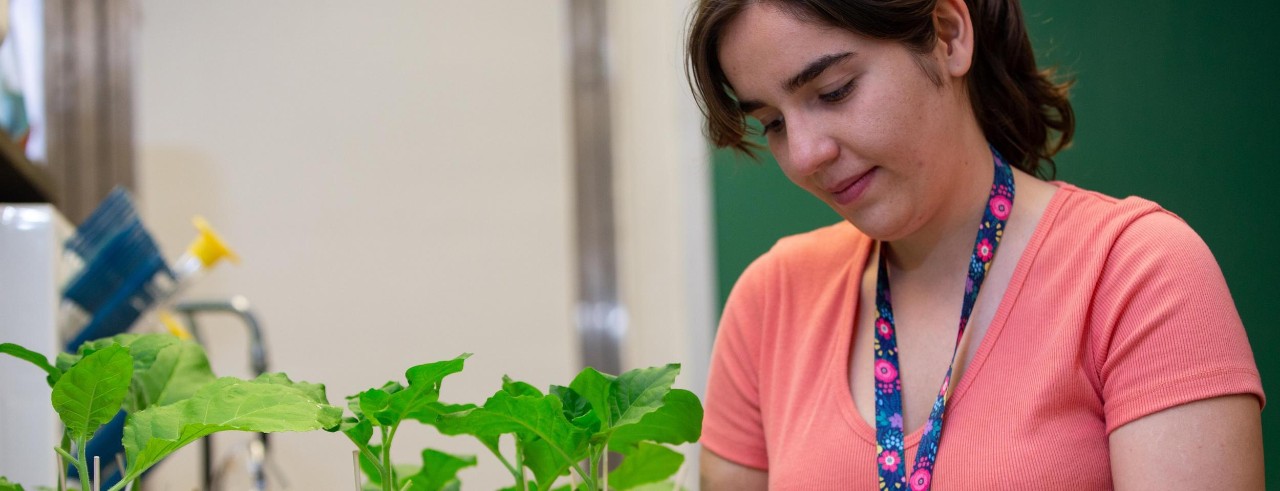 A researcher observing young plants in a laboratory setting.