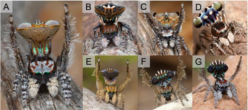 A collection of photos of a jumping spider that mimics a wasp.