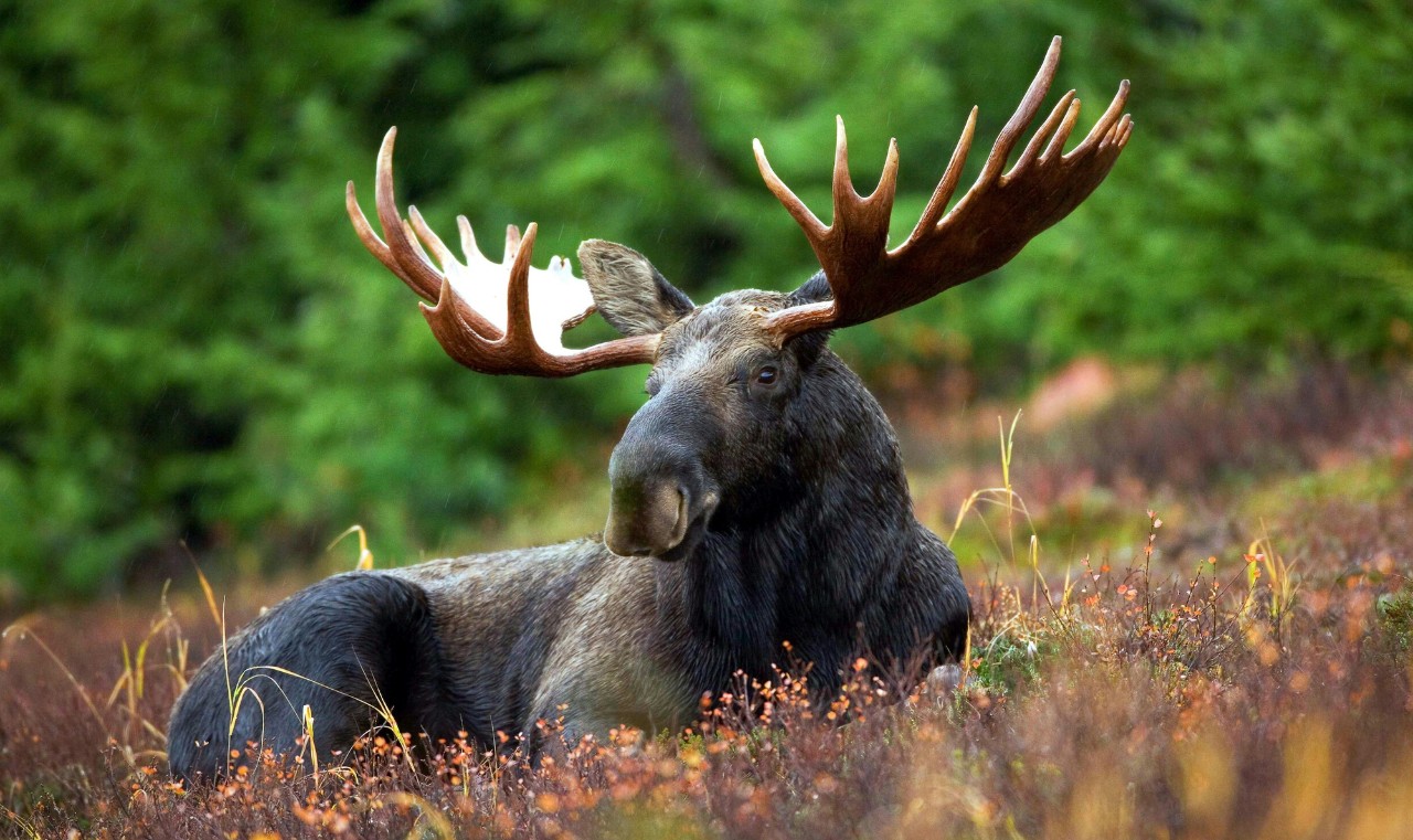 A bull moose. lies in a field full of fall color.