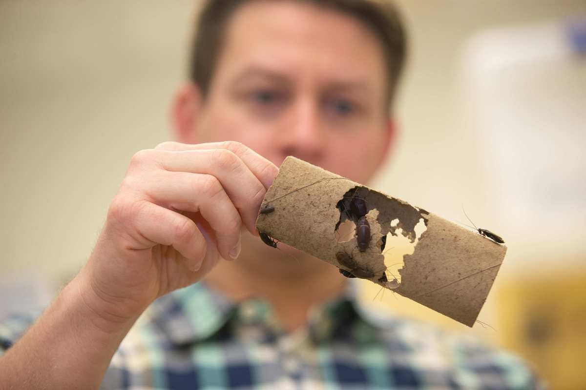Joshua Benoit holds up a cardboard tube holding Pacific beetle-mimic cockroaches.