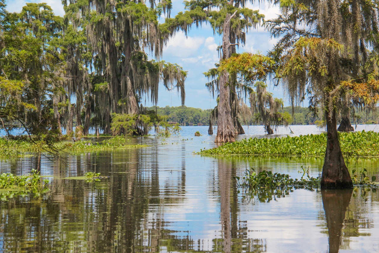 swamp water route  