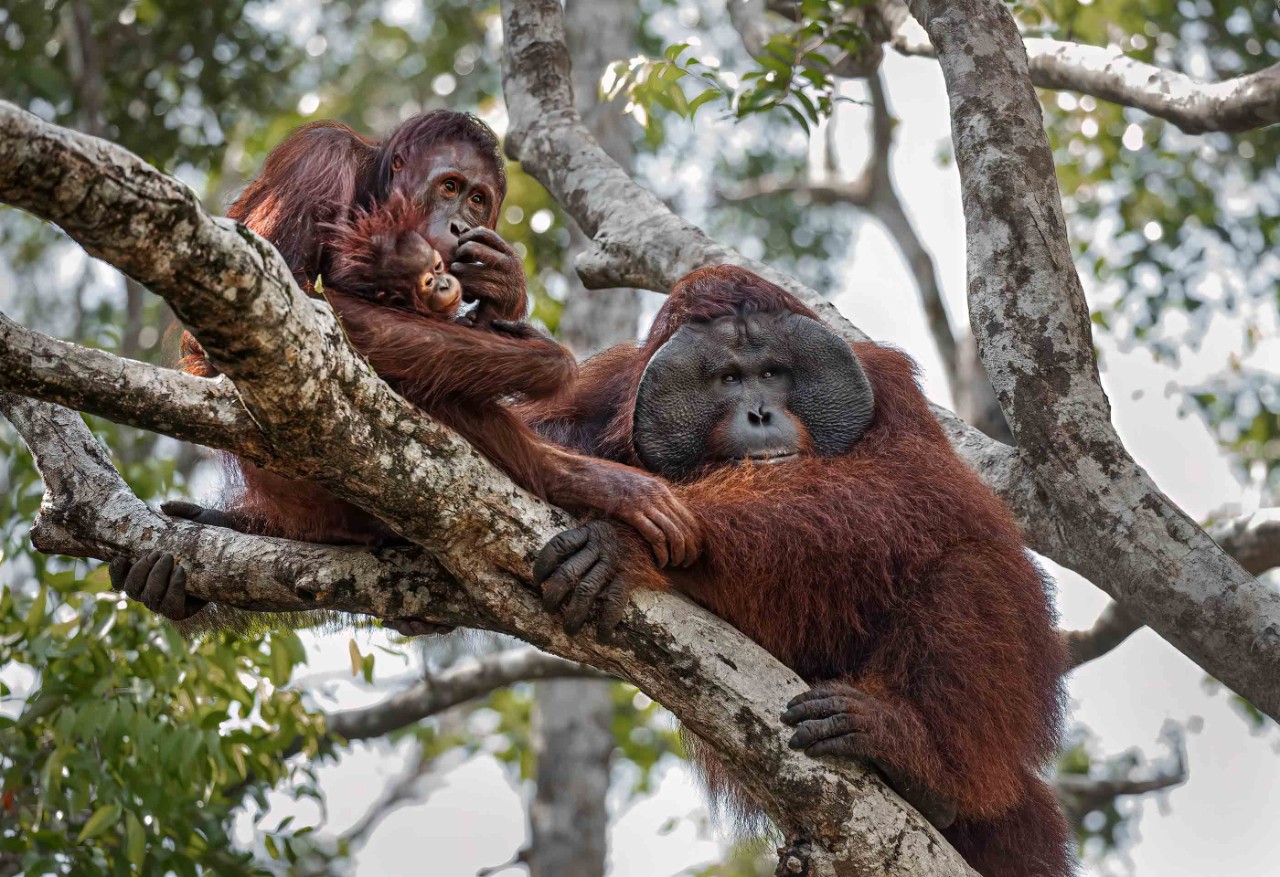 A family of three orangutans shares a branch high in a tree.