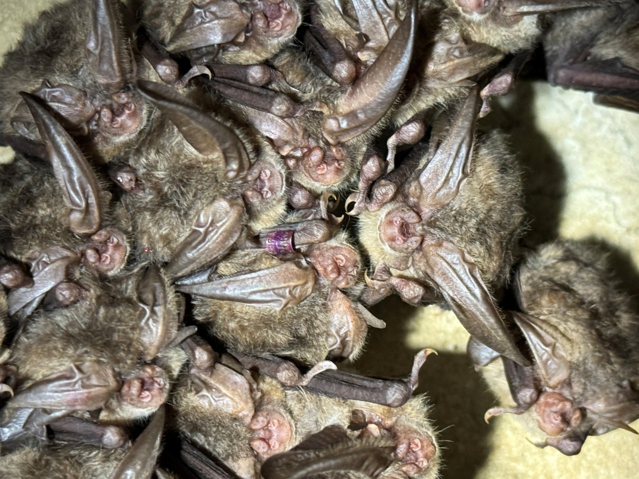 a group of bats with one wearing a purple locator tag