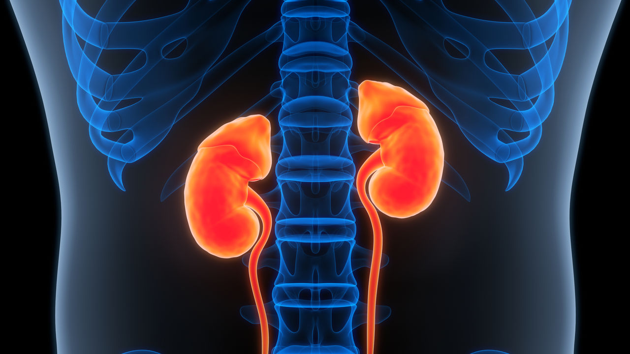 Illustration of kidneys within the body