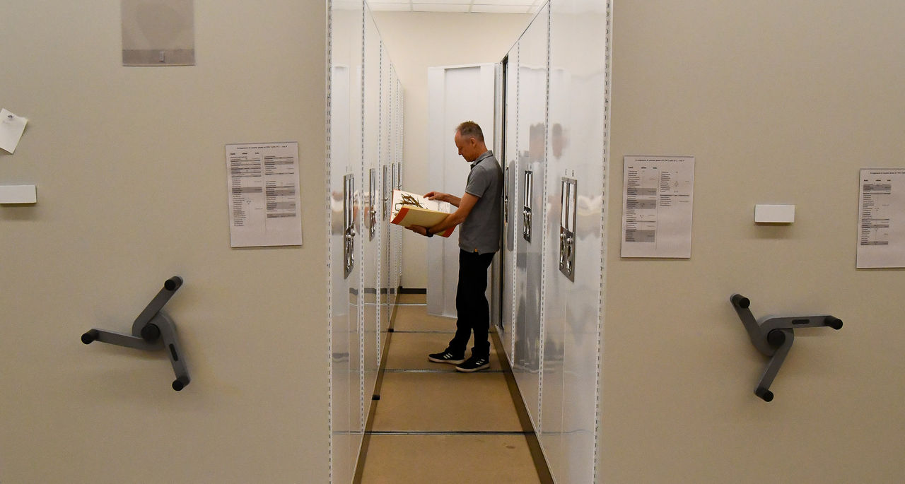 Eric Tepe examines a folder from a climate-controlled storage cabinet in the herbarium.