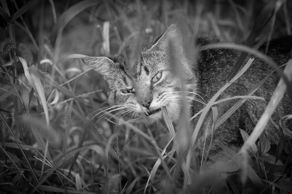 Black and white photo of a cat in a grassy field