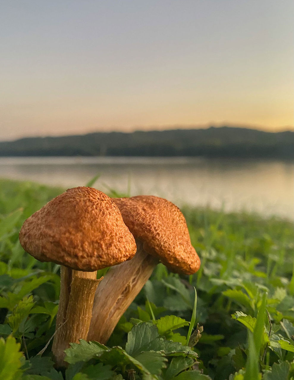 Photograph of mushrooms in a field