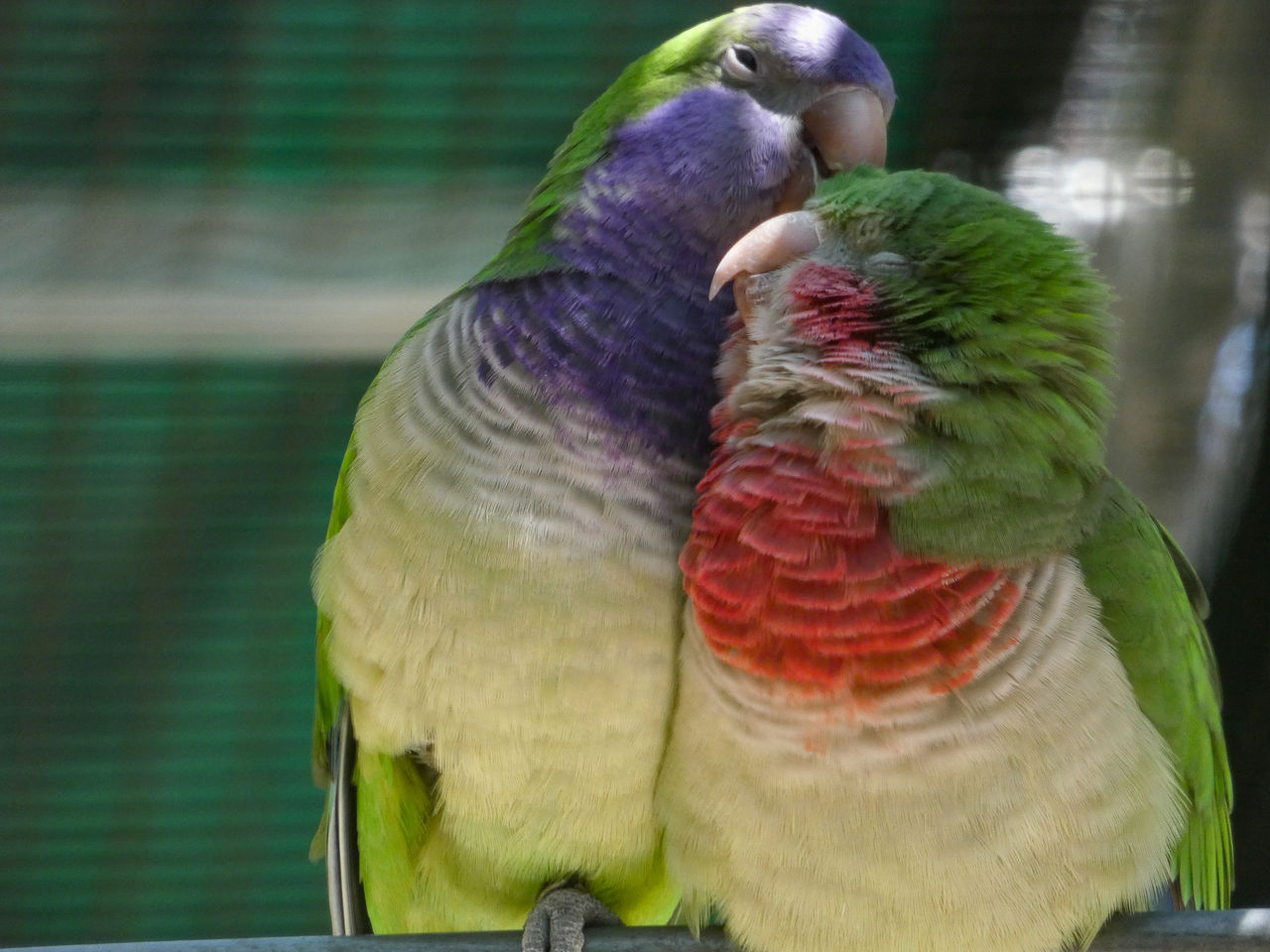 Two monk parakeets dyed with purple and red colors for identification groom each other.