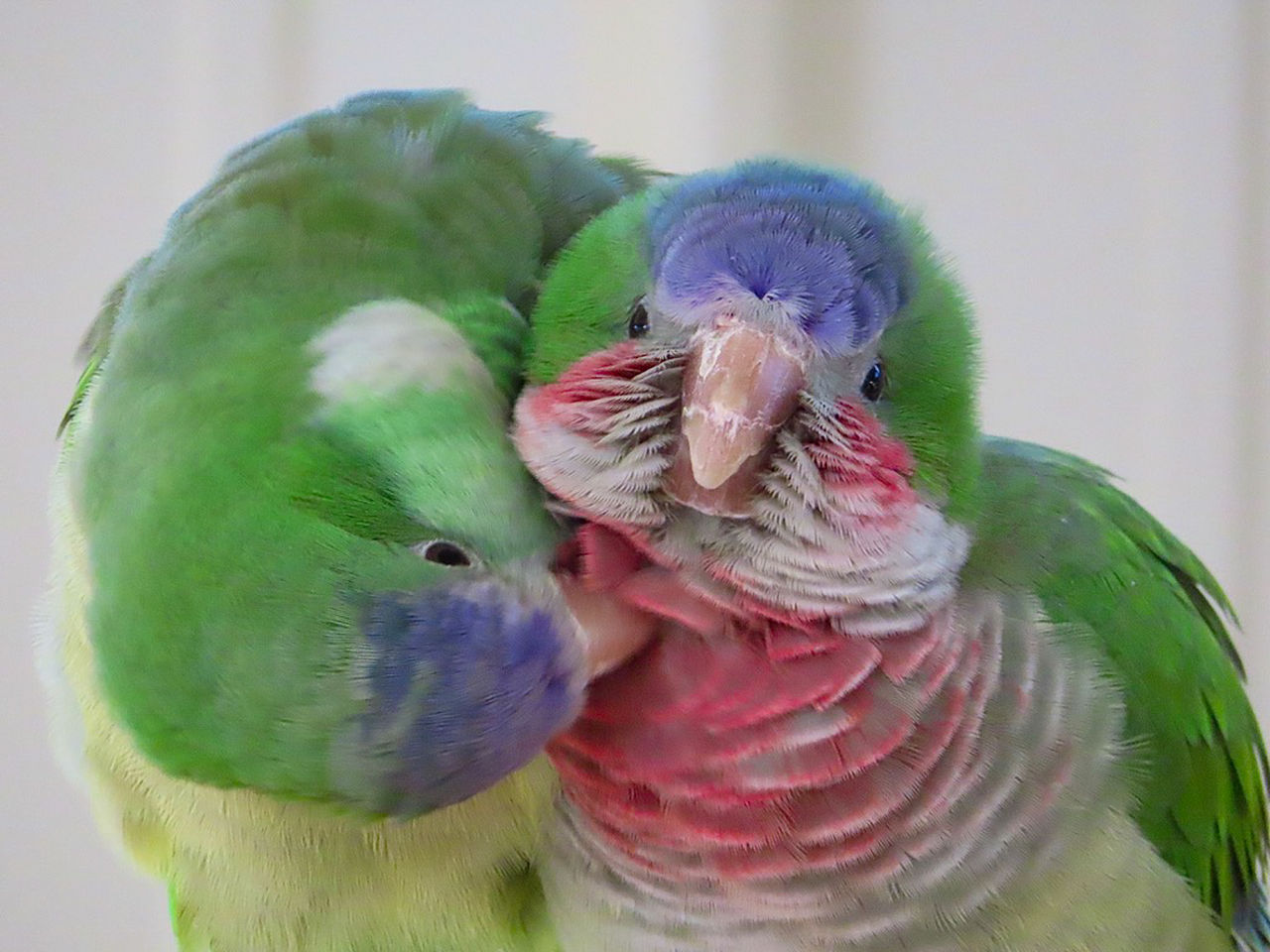A parakeet preens another.