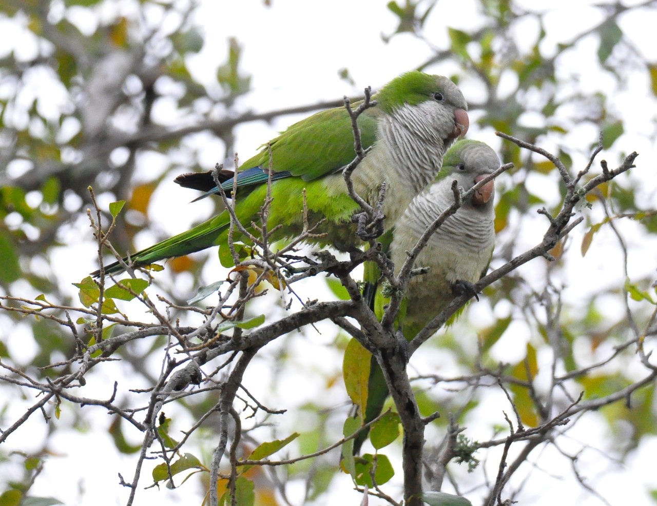 Two monk parakeets perch together in a tree. 