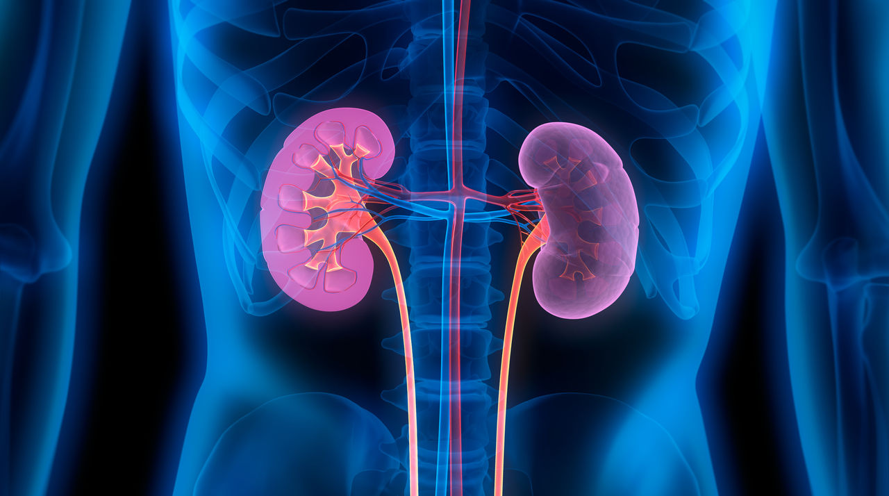 lIlustration that highlights kidneys in the body's midsection