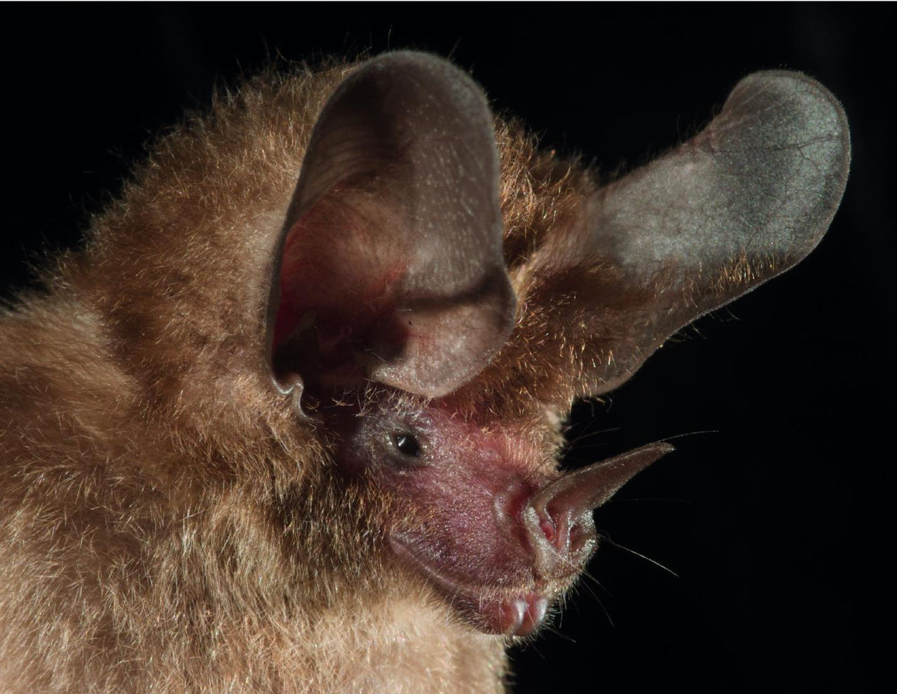 Closeup of the head of a big-eared bat shows a long leaf-shaped nose and two long ears.