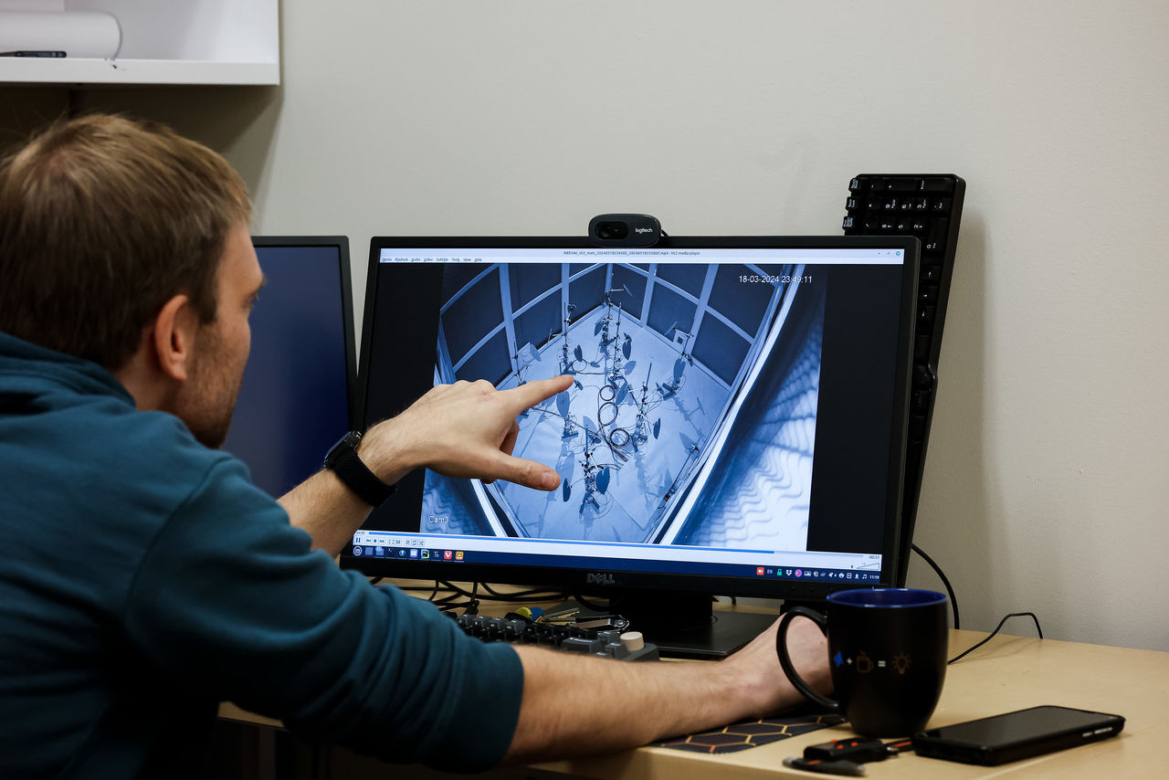 Dieter Vanderelst watches night-vision video of a bat flying over foliage in a flight cage.
