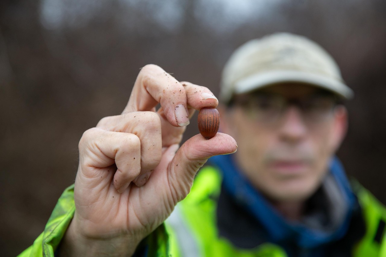 Denis Conover holds up an acorn.