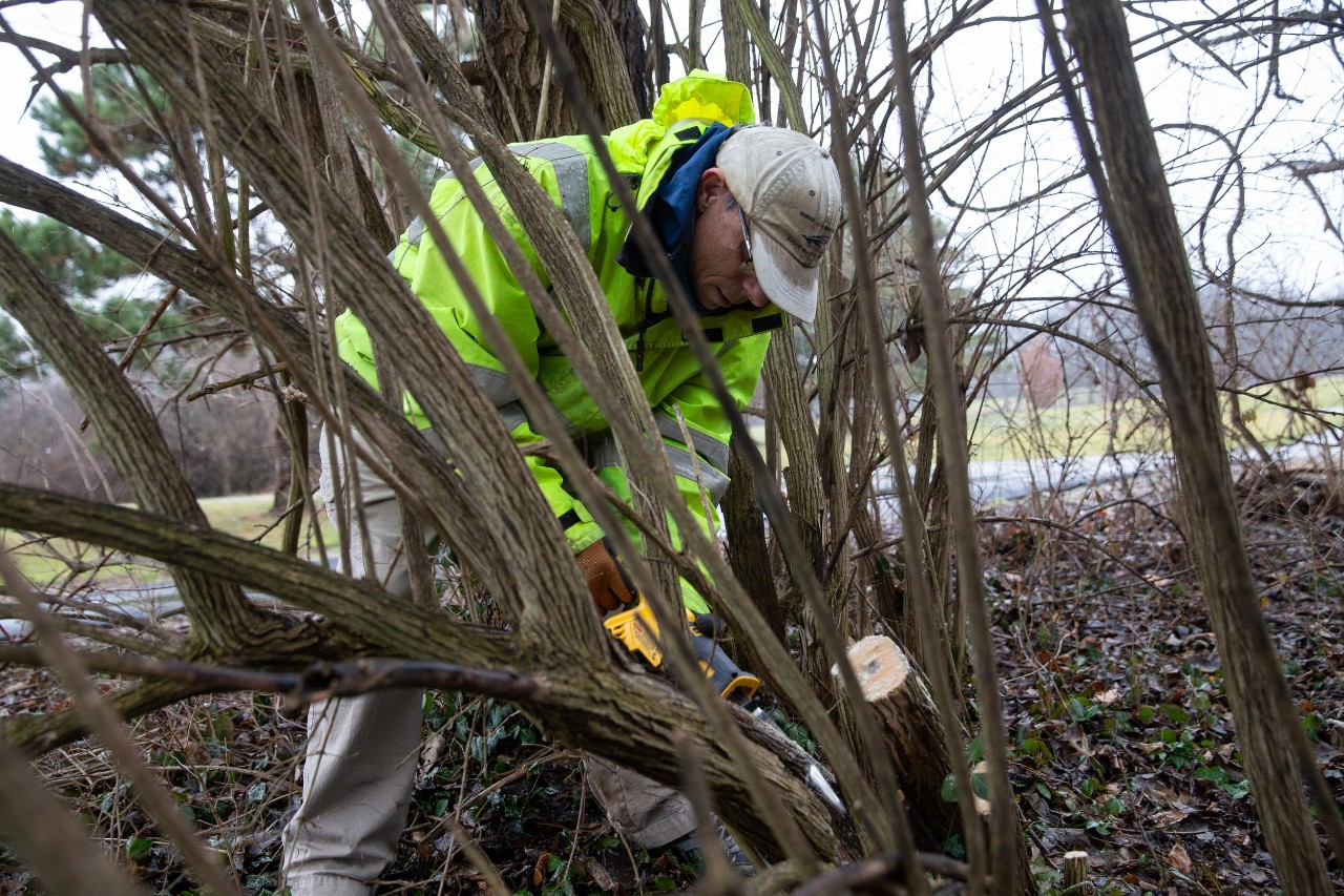 240130aHoneysuckle004.CR2
UC Professor Denis Conover demonstrates an effective way to kill honeysuckle without using pesticides.