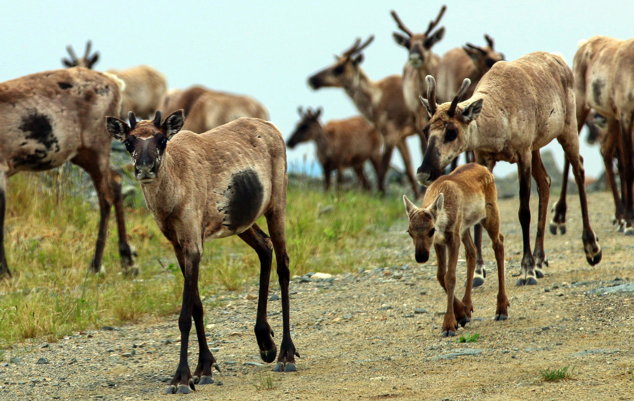 Female caribou and their calves walk together in a herd. The females have small antlers.