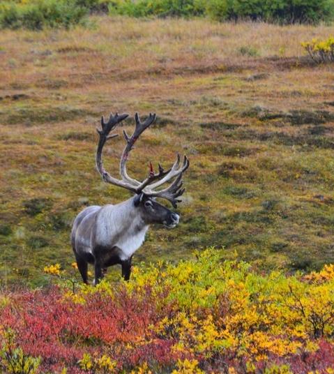 Caribou male in Denali National park autumn colorful