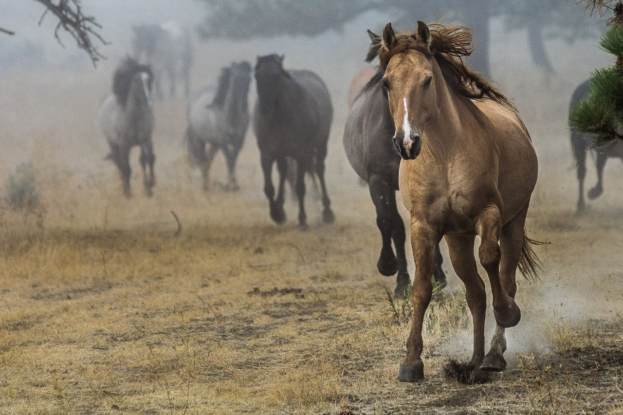 A wild horse roaming with others at the Black Hills Wild Horse Sanctuary in South Dakota 