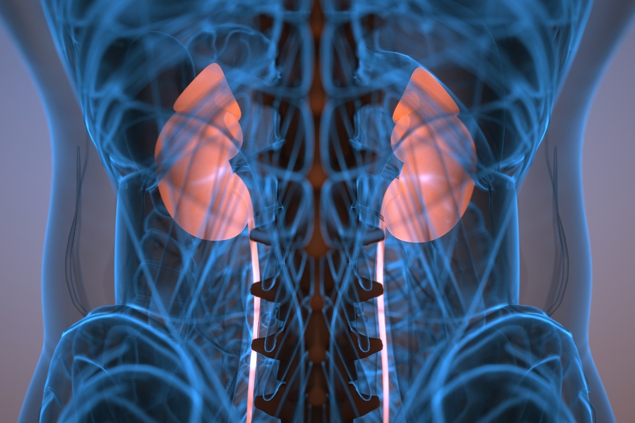 Kidneys highlighted in outline of person's torso