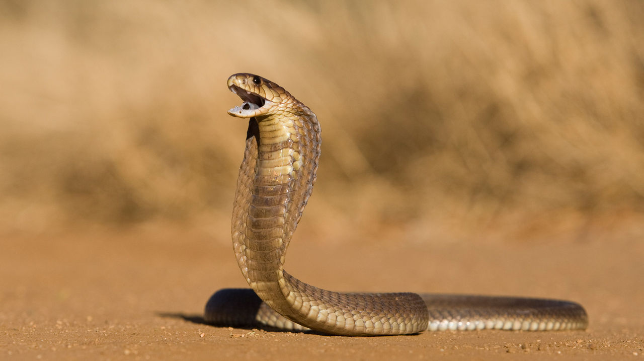 A cobra rears up in a defensive position.