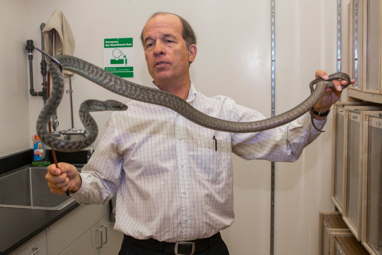 Professor Bruce C. Jayne, PhD assistant department head shown here with one of his snakes at his lab at Rievschl. UC/ Joseph Fuqua II