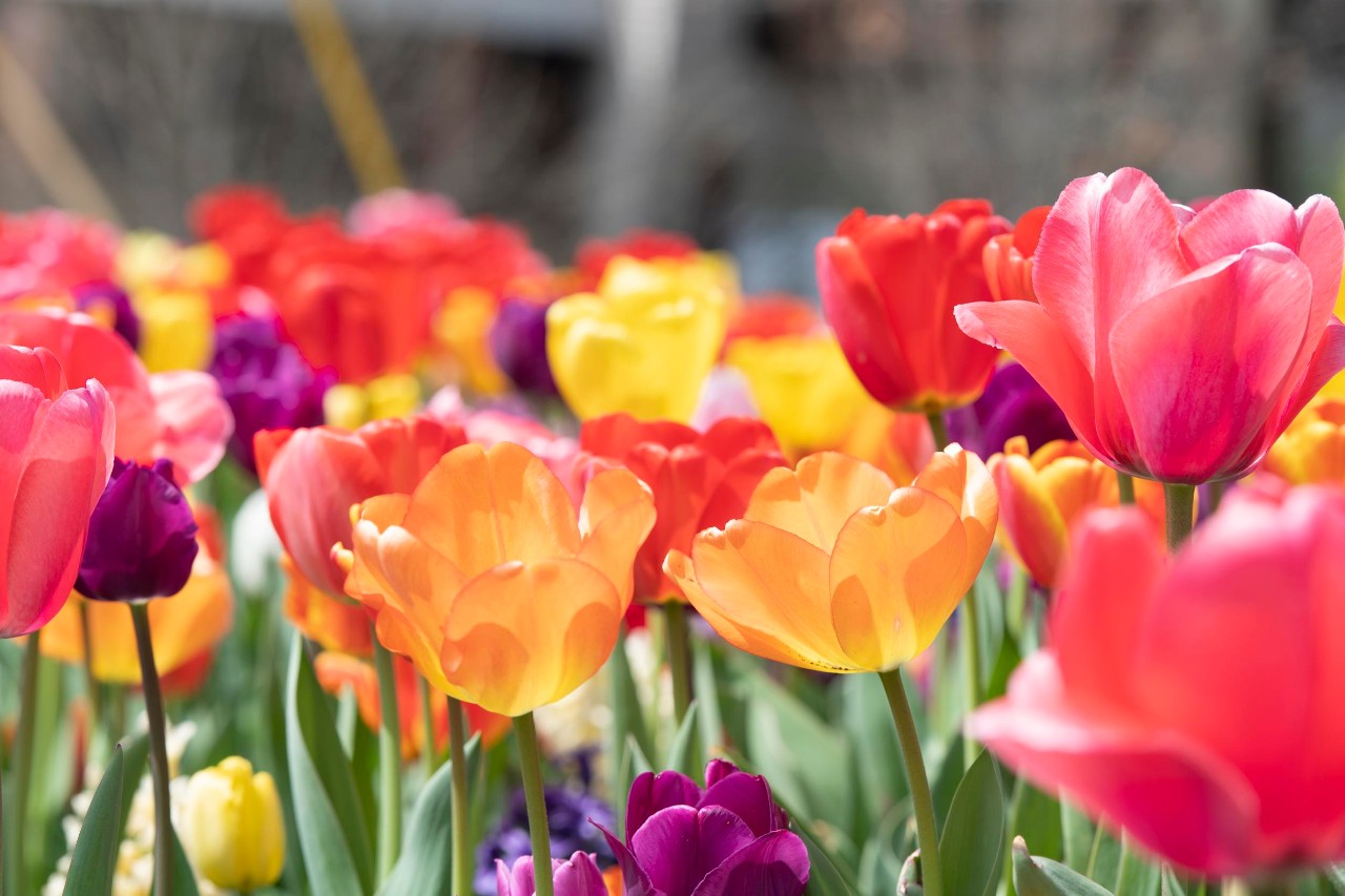 A closeup of colorful tulips.