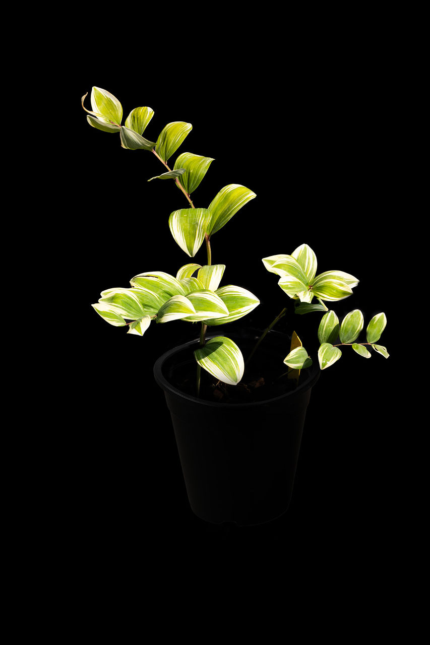 closeup photo of a plant dramatically lit against a black background