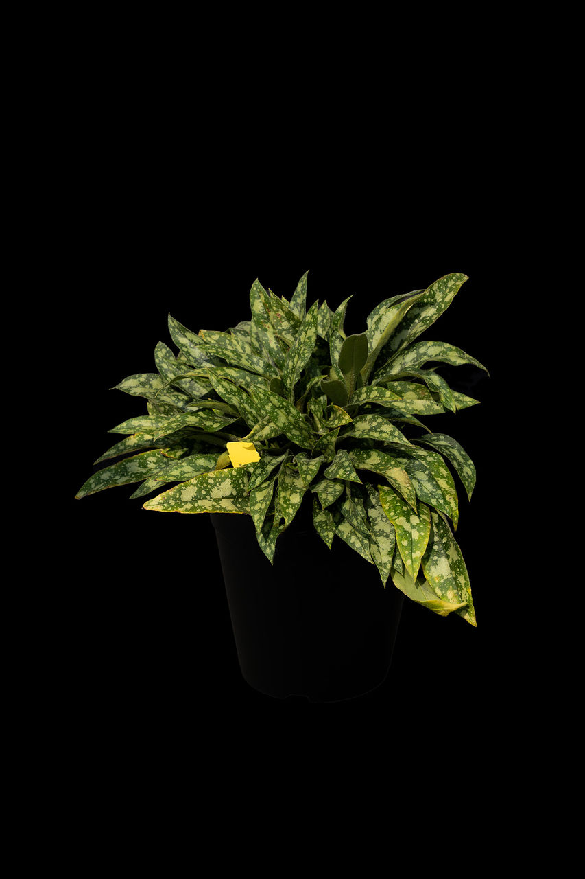 closeup of plant dramatically lit against a black background