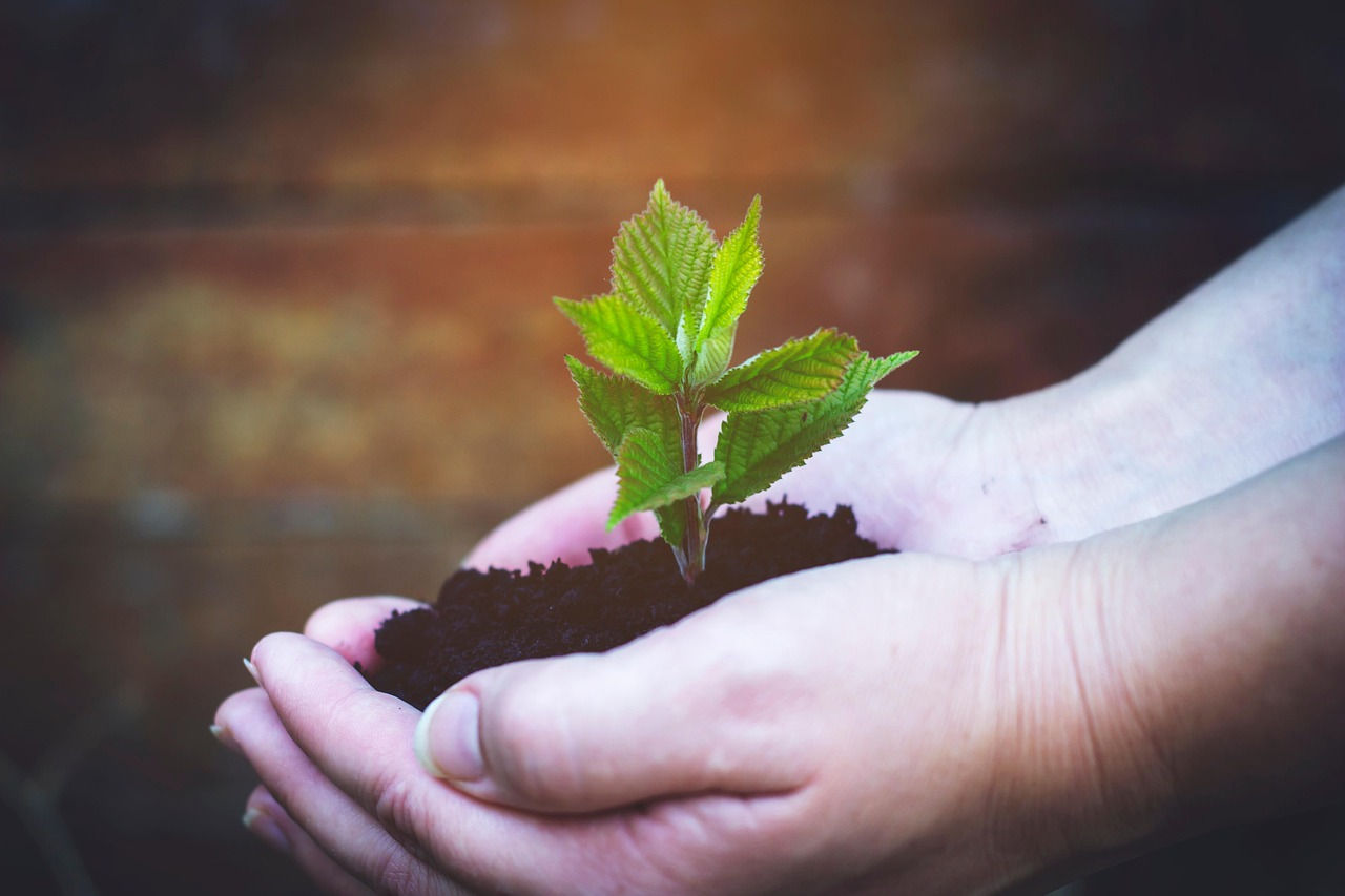Hands holding a seedling.