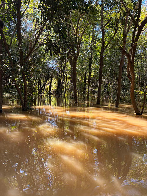 Trees standing over river water in the Brazilian Amazon