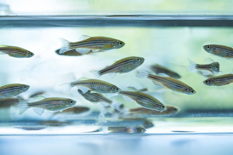 Zebrafish swimming in a tank 