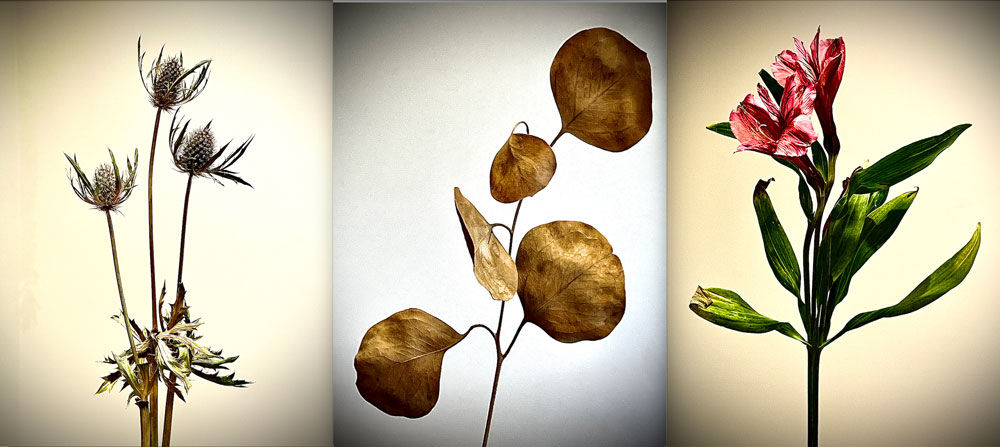 photo collage of three dead flowers