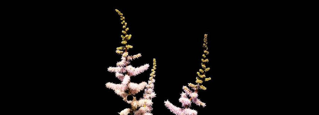 Closeup picture of a plant