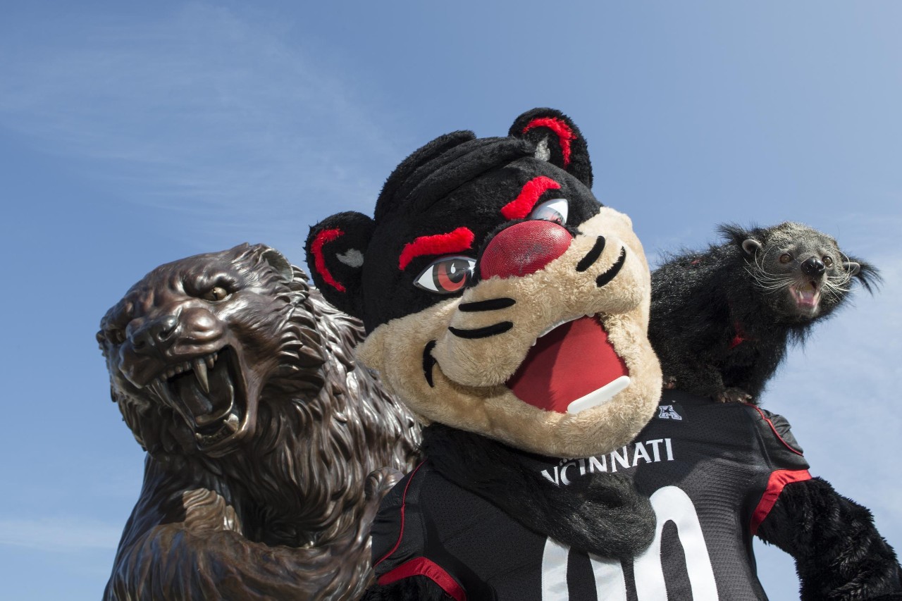 A photo of the UC bearcat mascot, along with a statue of the bearcat. 