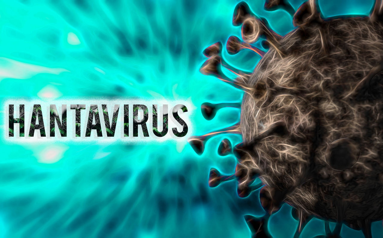 Hantavirus cells