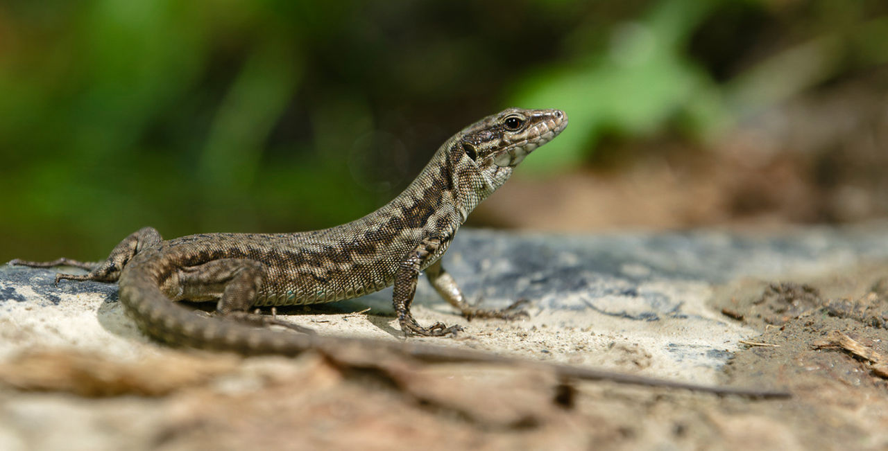 A Lazarus lizard.