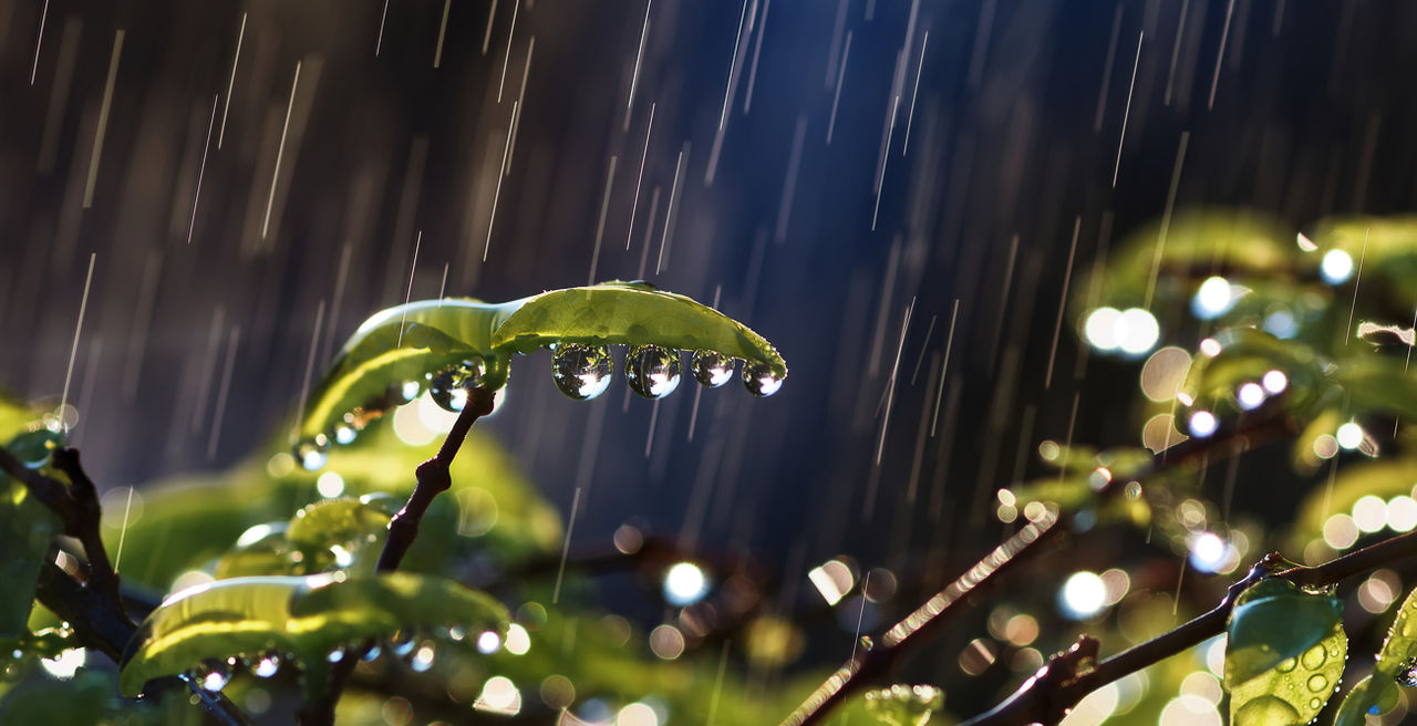 Rain pelts and covers leaves.