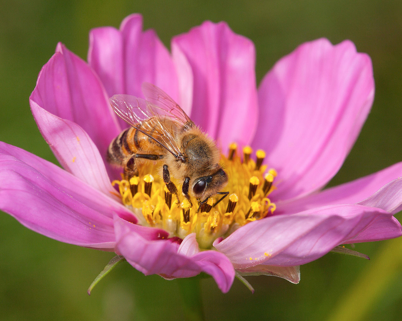 A honeybee on a flower.