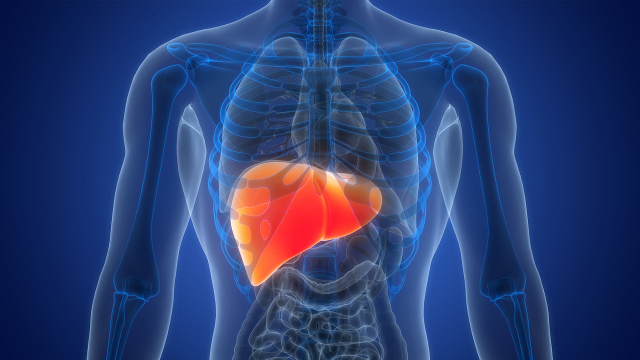 Orange-colored liver stands out in person's midsection 