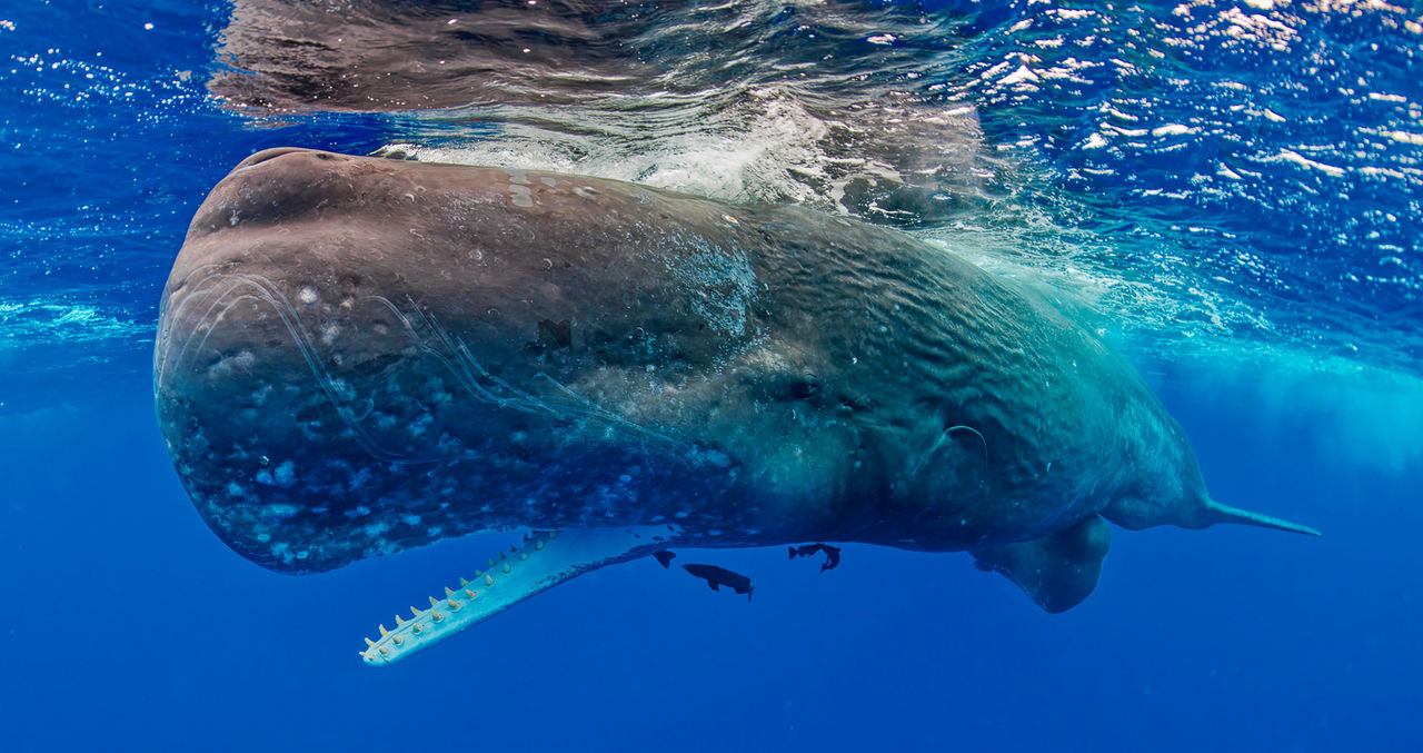 The toothy mouth of a sperm whale.